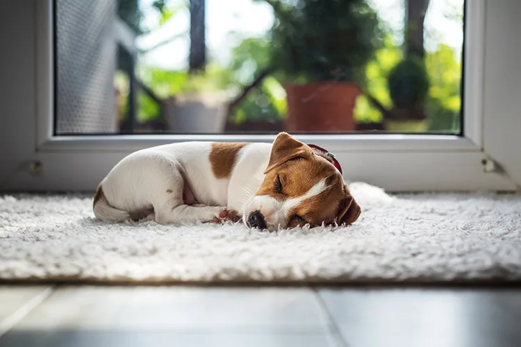 Pet Friendly Fabrics